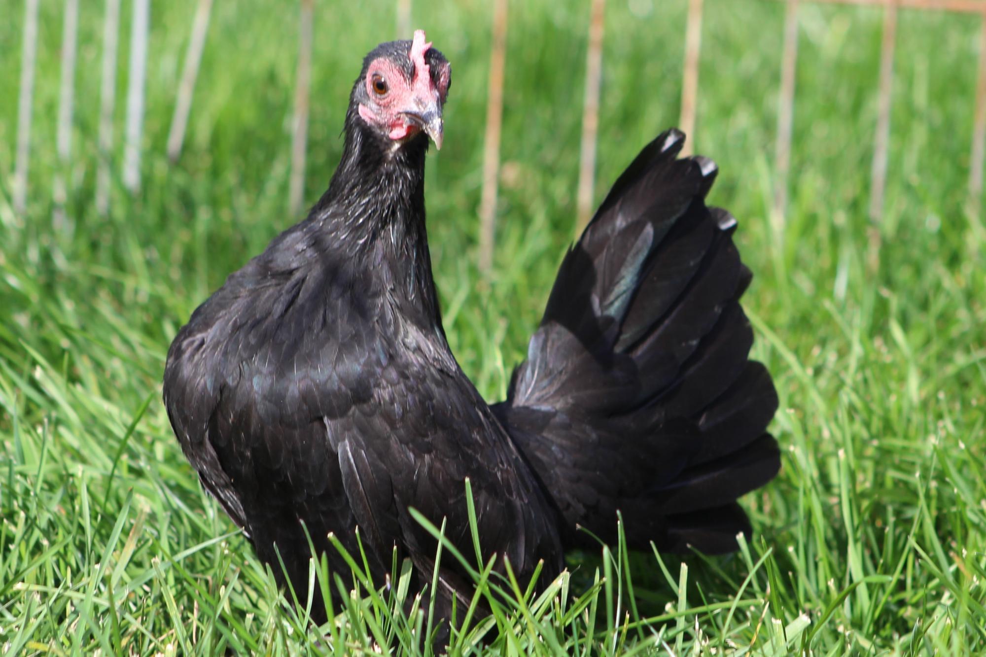 Ebony Elegance: Black Old English Game Bantam
