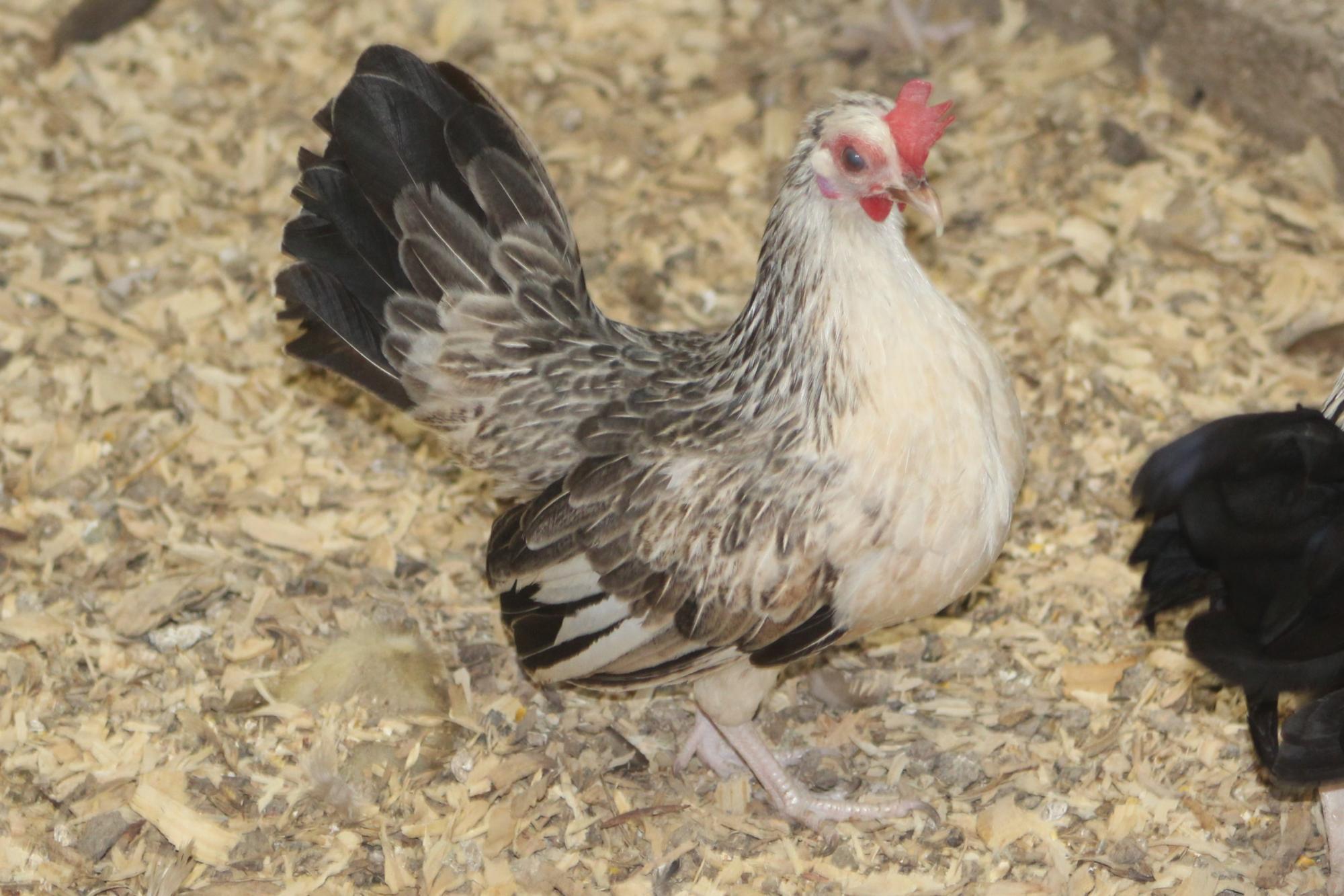 Cocoa Quail: Chocolate Quail2