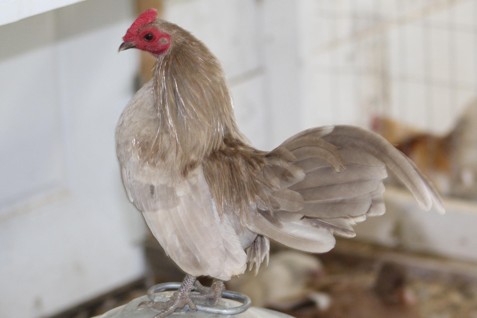 Khaki Extravaganza: Khaki or Fawn Old English Game Bantam game