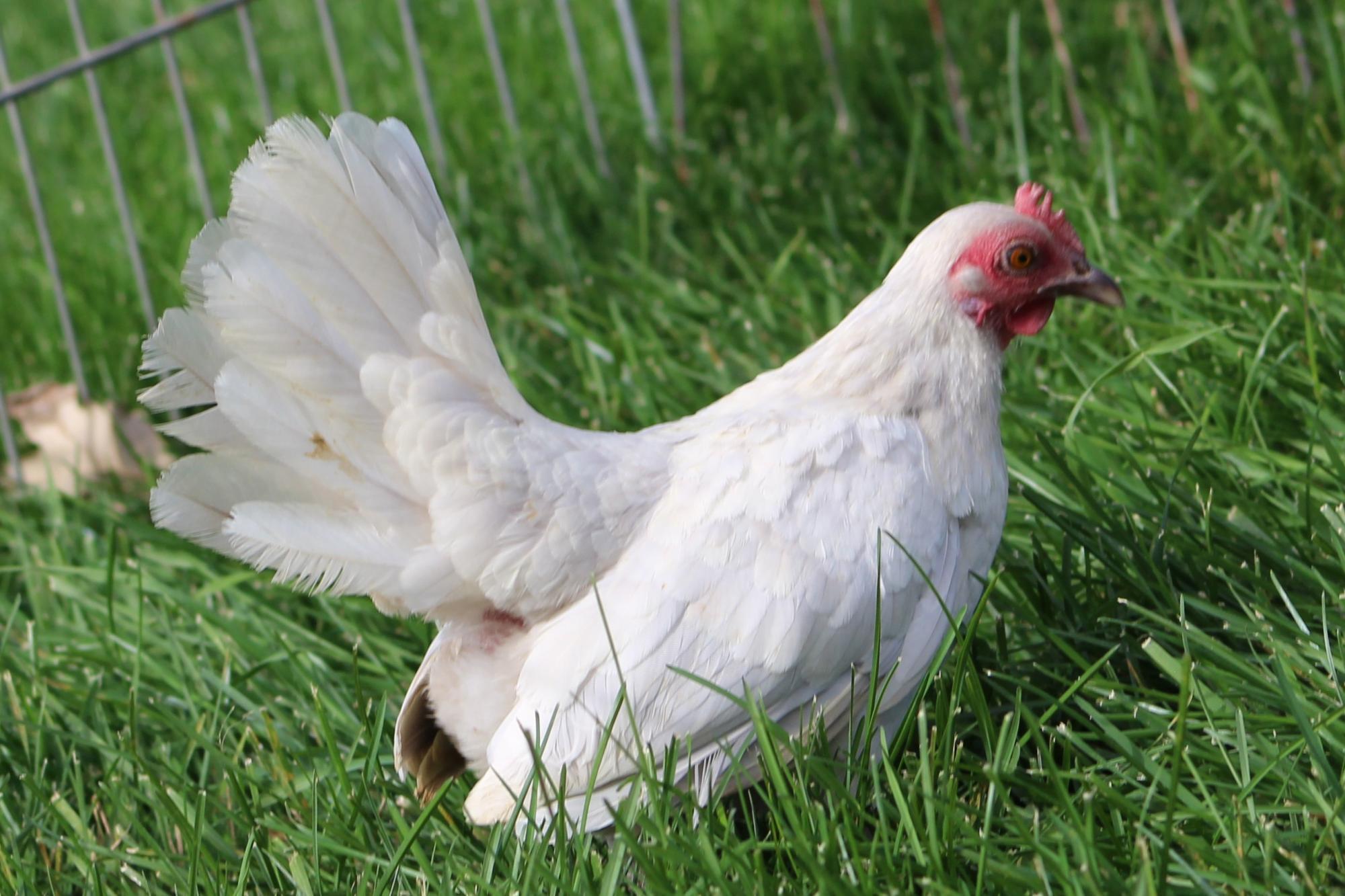 Lavender Lullaby: Lavender or Self-Blue Old English Game Bantam