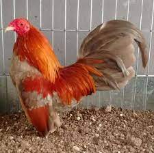 Fawn Fiery Pyle: Fawn Red Pyle