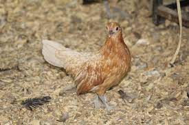 Golden Grandeur: Gold Neck Porceline 2