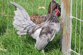 Pearly Eclat: Pearls