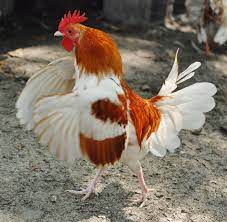 Fawn Fiery Pyle: Fawn Red Pyle 2